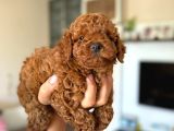 Toy Poodle Sevi̇mli̇ Yavrular Ev Üreti̇mi̇