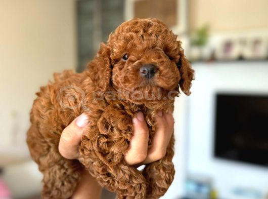 Toy Poodle Sevi̇mli̇ Yavrular Ev Üreti̇mi̇ görsel