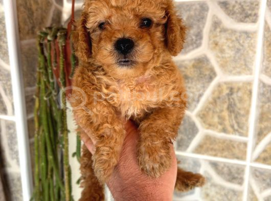 Toy Poodle Sevi̇mli̇ Yavrular Ev Üreti̇mi̇ görsel