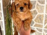 Toy Poodle Sevi̇mli̇ Yavrular Ev Üreti̇mi̇