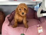 Toy Poodle Sevi̇mli̇ Yavrular Ev Üreti̇mi̇
