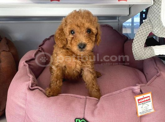 Toy Poodle Sevi̇mli̇ Yavrular Ev Üreti̇mi̇ görsel
