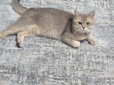 Dişi uysal kedi Miya