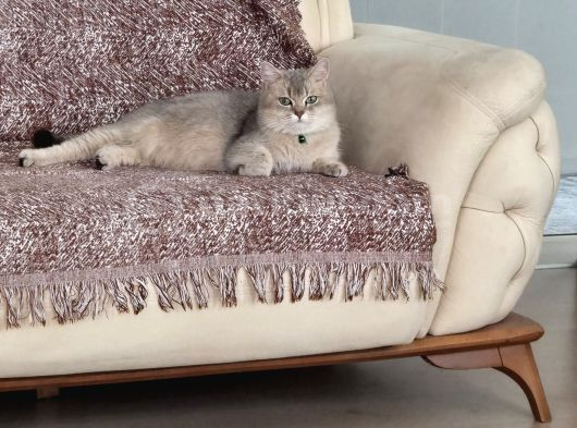 Dişi Uysal Kedi Miya görsel
