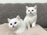 Mükemmel Güzellikte Beyaz British Shorthair Yavrularımız