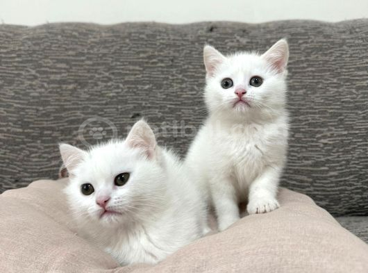 Mükemmel Güzellikte Beyaz British Shorthair Yavrularımız görsel