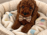 Mini Boy Dark Brown Toy Poodle Yavrular