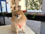 EĞİTİMLİ ERKEK POMERIAN BOO