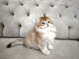 British Longhair Ny12 Yavrumuz