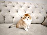 British Longhair Ny12 Yavrumuz