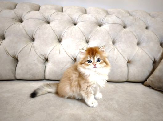 British Longhair Ny12 Yavrumuz görsel