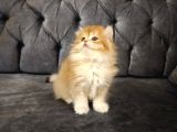 British Longhair Ny12 Yavrumuz