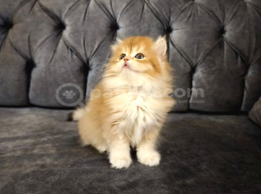 British Longhair Ny12 Yavrumuz görsel