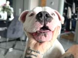 American Blue Albino Acil Yurtdışana Çıkmam Gerekiıle