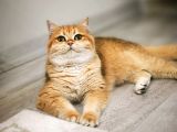 British Shorthair Ny12 Kızımız
