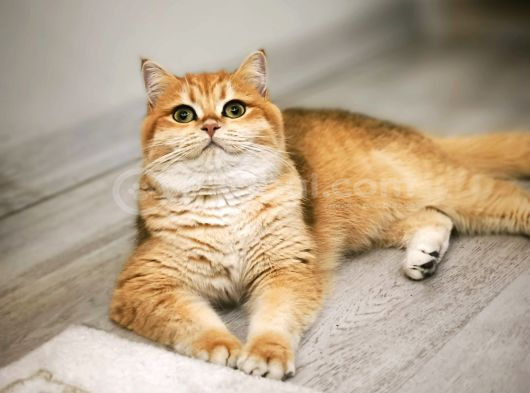 British Shorthair Ny12 Kızımız görsel