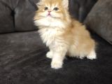 British longhair ny12 yavrumuz