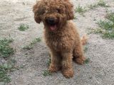 18 AYLIK DİŞİ MİNYATÜR POODLE DOĞUM TECRÜBELİ