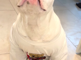 American Blue Albino Acil Yurtdışana Çıkmam Gerekiıle