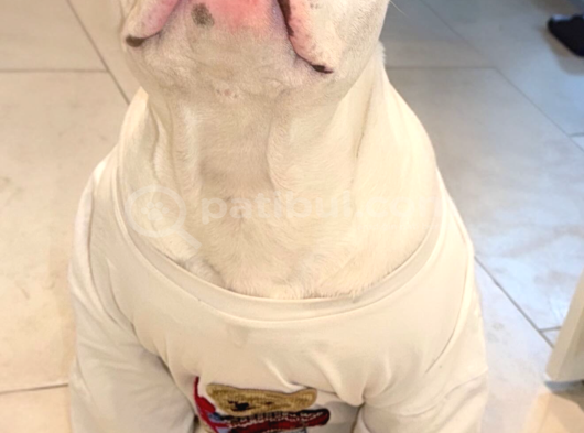 American Blue Albino Acil Yurtdışana Çıkmam Gerekiıle görsel