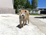 Secereli anne babadan son erkek akita