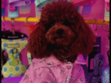 En Mi̇ni̇k Poodle Korea Yavrulari Ankara