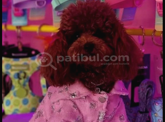 En Mi̇ni̇k Poodle Korea Yavrulari Ankara görsel