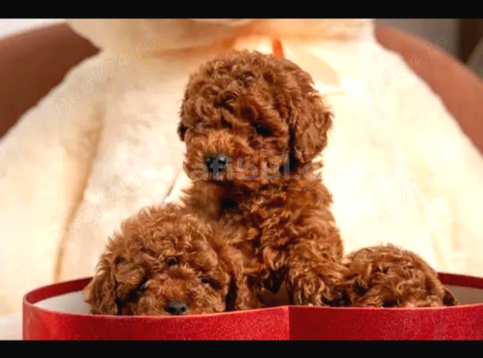 En Mi̇ni̇k Poodle Korea Yavrulari Ankara görsel