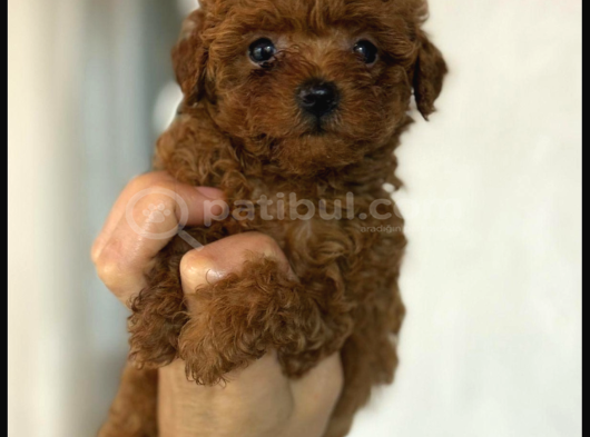 En Mi̇ni̇k Poodle Korea Yavrulari Ankara