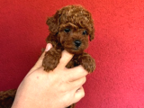 En Mi̇ni̇k Poodle Korea Yavrulari Ankara