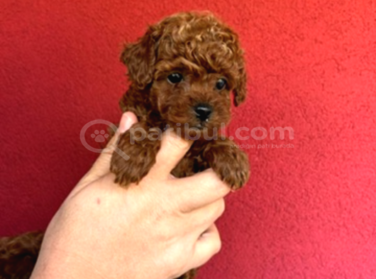 En Mi̇ni̇k Poodle Korea Yavrulari Ankara görsel