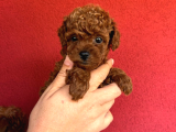 En Mi̇ni̇k Poodle Korea Yavrulari Ankara