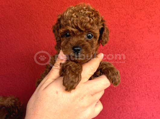 En Mi̇ni̇k Poodle Korea Yavrulari Ankara görsel