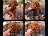 En Mi̇ni̇k Poodle Korea Yavrulari Ankara