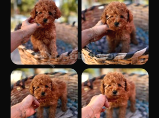 En Mi̇ni̇k Poodle Korea Yavrulari Ankara görsel