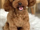 En Mi̇ni̇k Poodle Korea Yavrulari Ankara