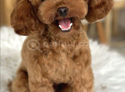 En Mi̇ni̇k Poodle Korea Yavrulari Ankara görsel