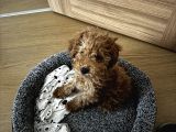 3 Aylık Erkek Poodle