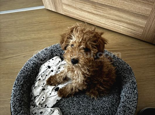 3 Aylık Erkek Poodle görsel