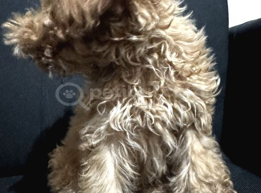 3 Aylık Erkek Poodle görsel
