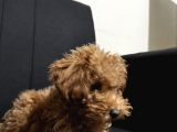 3 aylık erkek poodle