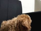 3 Aylık Erkek Poodle