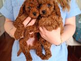 Evde Büyüyen Toy Poodle Bebeklerim