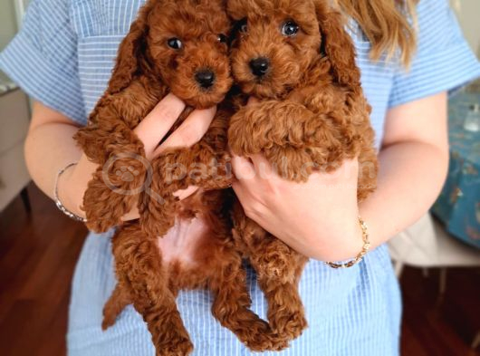Evde Büyüyen Toy Poodle Bebeklerim görsel