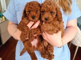Evde büyüyen Toy Poodle Bebeklerim