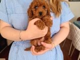Evde Büyüyen Toy Poodle Bebeklerim