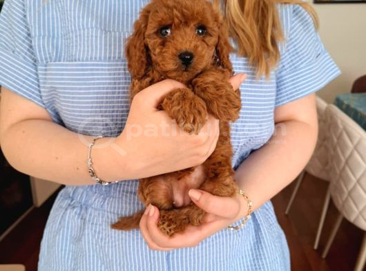 Evde Büyüyen Toy Poodle Bebeklerim görsel