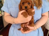 Evde Büyüyen Toy Poodle Bebeklerim