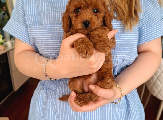 Evde Büyüyen Toy Poodle Bebeklerim görsel
