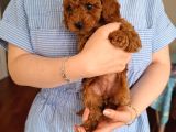 Evde Büyüyen Toy Poodle Bebeklerim